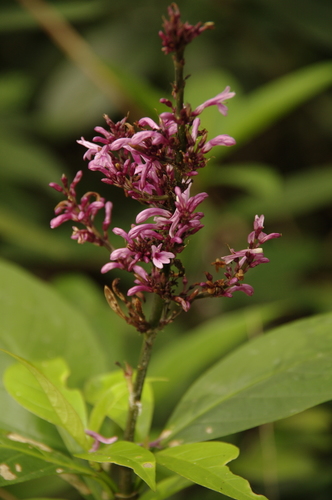 Odontonema nitidum