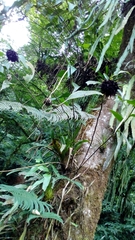 Elleanthus capitatus