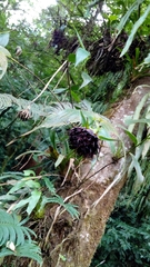 Elleanthus capitatus