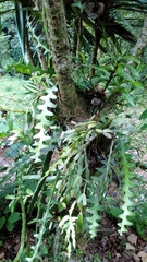 Selenicereus anthonyanus