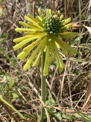 Kniphofia coddiana