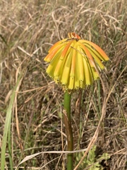 Kniphofia coddiana
