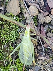 Oecanthus texensis