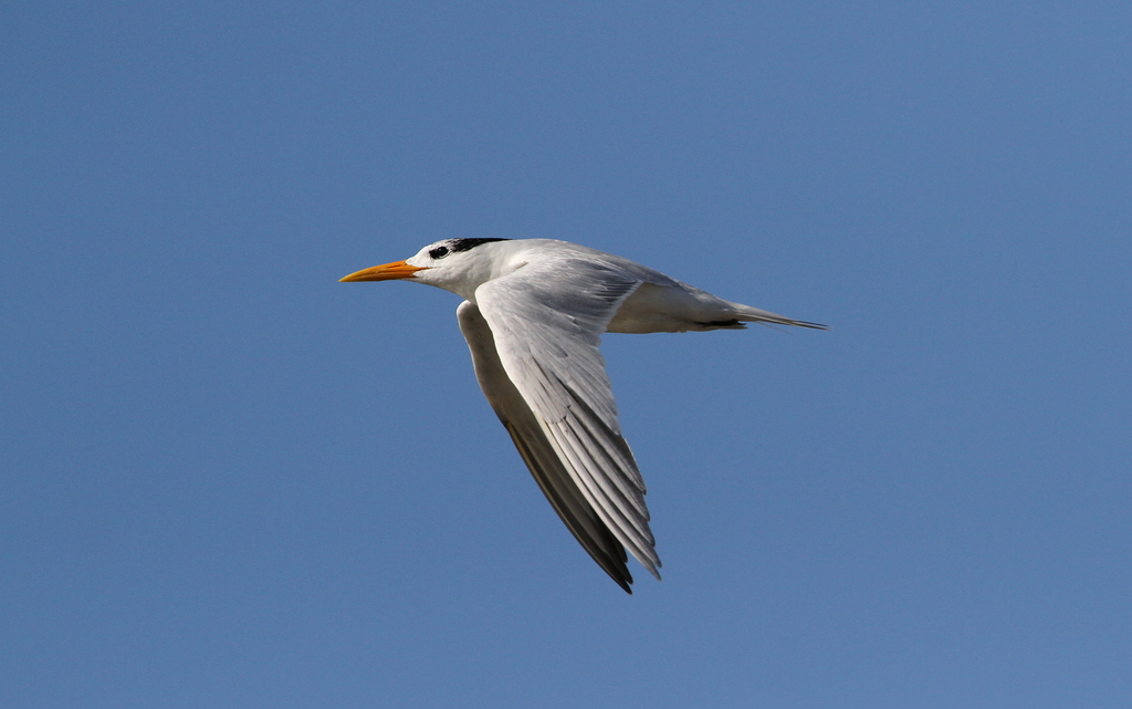 West African Crested Tern