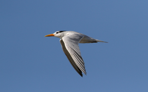 West African Crested Tern