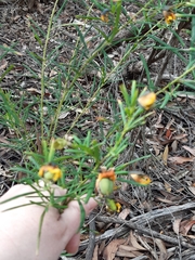 Gompholobium virgatum