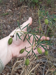 Gompholobium virgatum