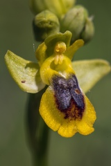 Ophrys lutea phryganae