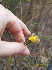 Gompholobium virgatum