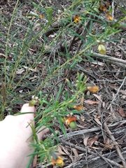 Gompholobium virgatum