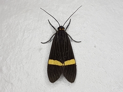 Aclytia