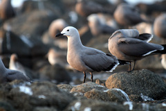 Leucophaeus modestus