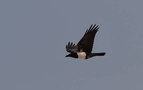 Cuervo pío (Corvus albus)