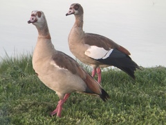 Alopochen aegyptiaca