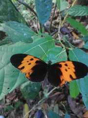 Heliconius numata bicoloratus
