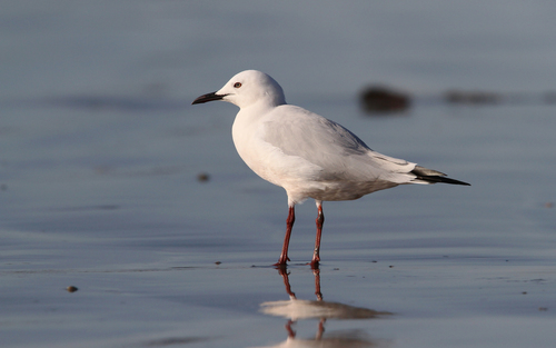 Slender-billed Gull (Chroicocephalus genei), photo 6