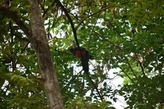 Trogon mesurus