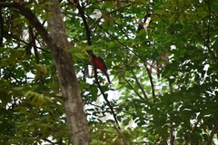 Trogon mesurus