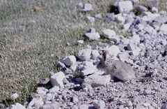 Auliscomys boliviensis