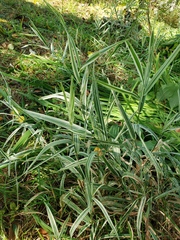 Phalaris arundinacea picta