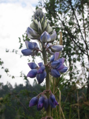 Lupinus montanus