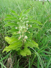 Asclepias oenotheroides