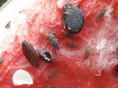Otitini