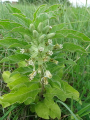 Asclepias oenotheroides