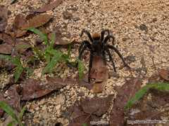 Tliltocatl epicureanus