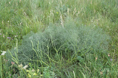 Bilacunaria microcarpos