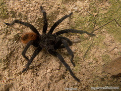 Tliltocatl epicureanus