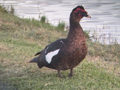 Cairina moschata domestica
