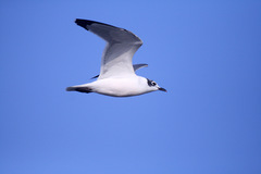 Leucophaeus pipixcan