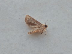 Mythimna languida