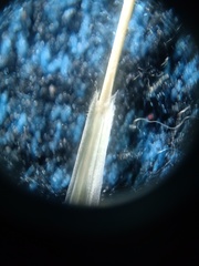 Calamagrostis curvula