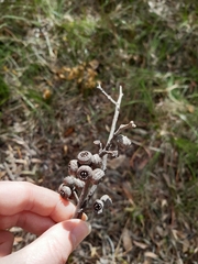Eucalyptus tindaliae