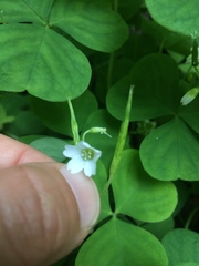 Oxalis trilliifolia