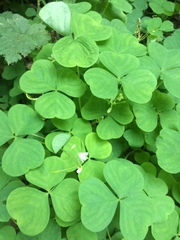 Oxalis trilliifolia