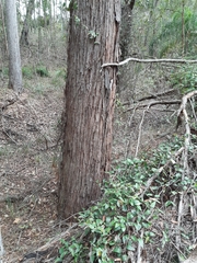 Eucalyptus tindaliae