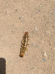 Scolopendra polymorpha