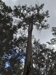 Eucalyptus tindaliae