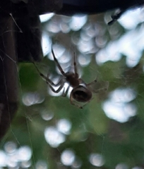 Steatoda nobilis