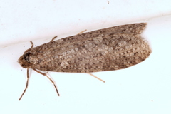 Lepidoscia