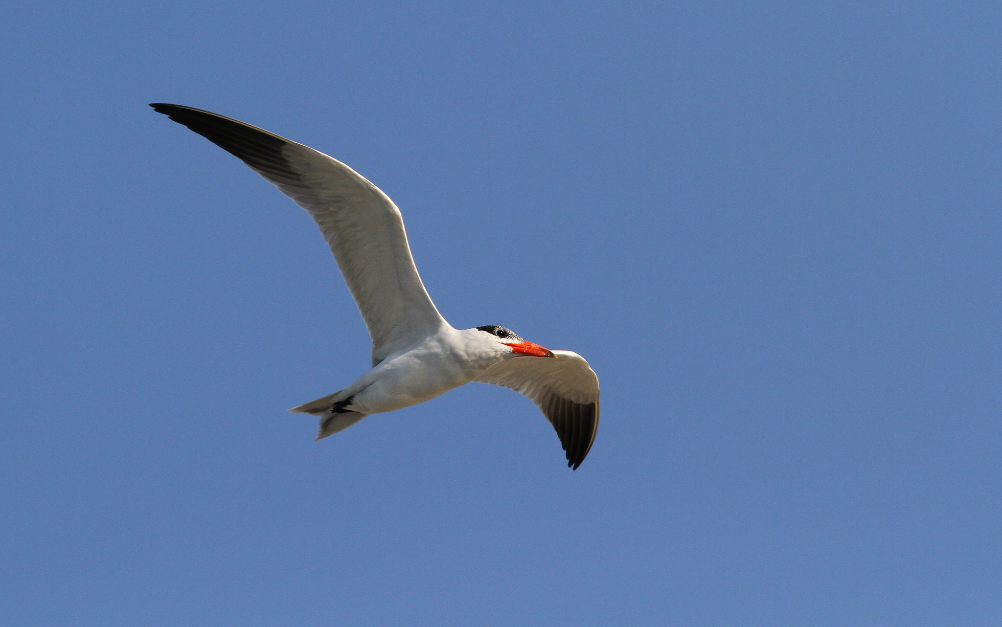 Caspian Tern