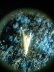 Calamagrostis curvula