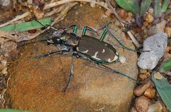 Cicindela ancocisconensis