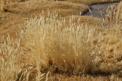 Calamagrostis curvula