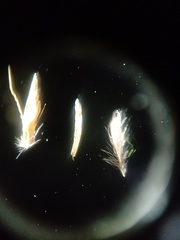 Calamagrostis curvula