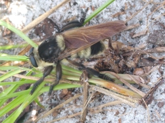 Mallophora bomboides