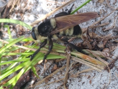 Mallophora bomboides